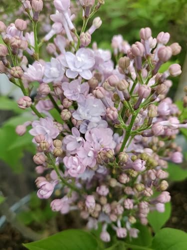 Proven Winners - Syringa x hya. Scentara Double Blue (Lilac), Shrub, Lavender-Blue Flowers, #3 - Size Container - Image 2