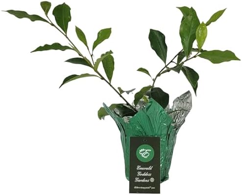 Banana Bush - Magnolia figo - Live Plant - Fragrant Pastel Yellow Pink Flower - Emerald Goddess Gardens - Starter Sz 4 Inch Pot - Image 3