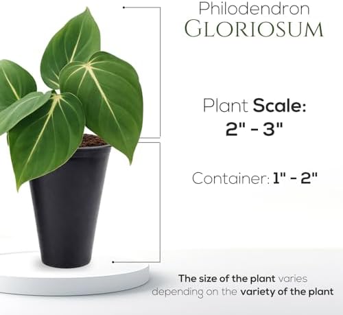 Philodendron Gloriosum Plant (4 Pack) Live Starter Plug Plants, Rare Indoor Tropical Houseplants, Velvet Leaf Philodendron, Easy Care Foliage Plants Live - Image 4