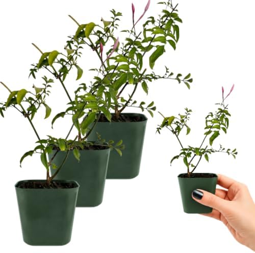 Pink Jasmine Plant Live, Fragrant Jasminum Polyanthum Vine, 2in Pot, 3-Pack - Image 3