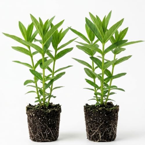 2 Purple Butterfly Milkweed Plants, 4-8" Tall - Image 3