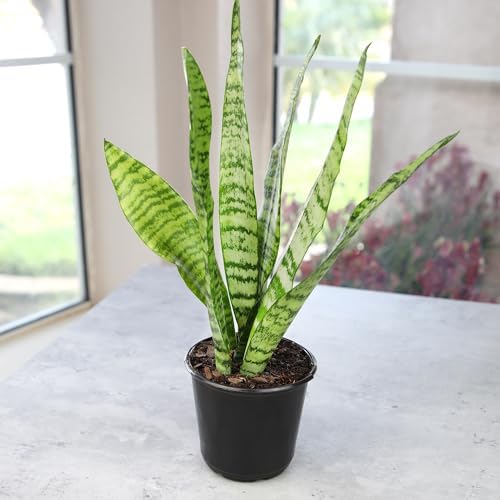 Live Snake Plant, Sansevieria Zeylanica, Indoor House Plant in Pot, Mother in Law Tongue Sansevieria Plant Live, Potted Succulent Plant, Fully Rooted Houseplant in Potting Soil by Plants for Pets - Image 7