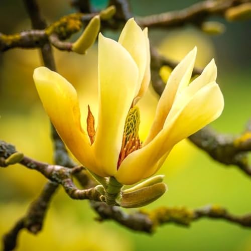 Yellow Bird Magnolia Live Plant, Flower Tree, 6-12 Inch Tall, 2.5 Inch Pot - Image 2