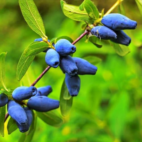 Berry Blue (Czech 17) Honeyberry (Haskap) Shrub - 6-12" Tall Live Plant by Unknown
