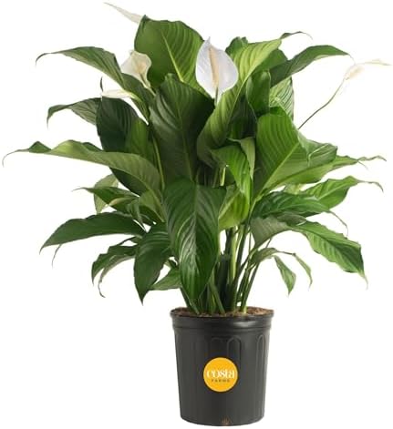 Costa Farms Spathiphyllum Peace Lily Live Indoor Plant, 3-Foot by Unknown