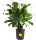 Costa Farms Spathiphyllum Peace Lily Live Indoor Plant, 3-Foot by Unknown