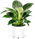 Philodendron Birken Live Plant | Indoor House Plant for Home Decor, Room Decor, Office Decor | Air Purifying Philodendron Houseplant | Elegant Plants Live Houseplants by Unknown
