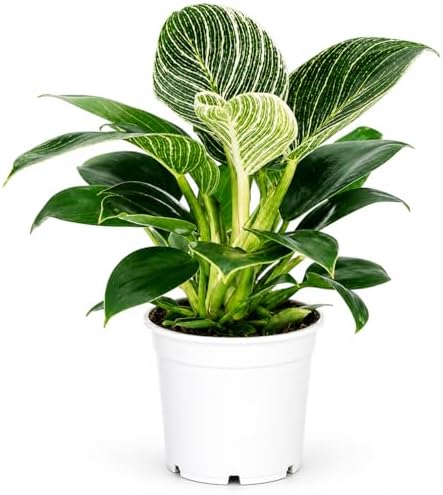 Philodendron Birken Live Plant | Indoor House Plant for Home Decor, Room Decor, Office Decor | Air Purifying Philodendron Houseplant | Elegant Plants Live Houseplants by Unknown