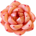 Echeveria 'Champagne' 2 Inch Bare Root Live Succulent Plant for Collectors by Unknown