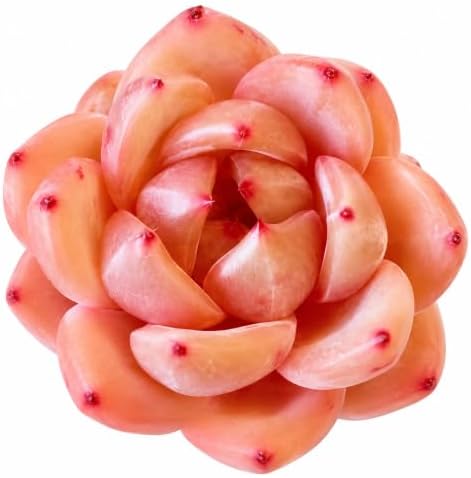 Echeveria 'Champagne' 2 Inch Bare Root Live Succulent Plant for Collectors by Unknown