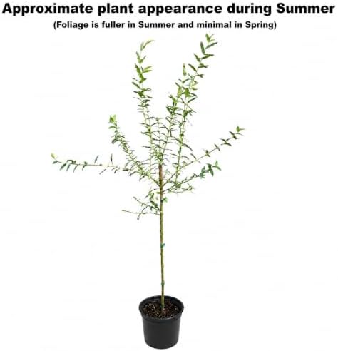 Japanese Dappled Nishiki Willow Tree - 24-36" Tall Live Plant - Gallon Pot - Image 2