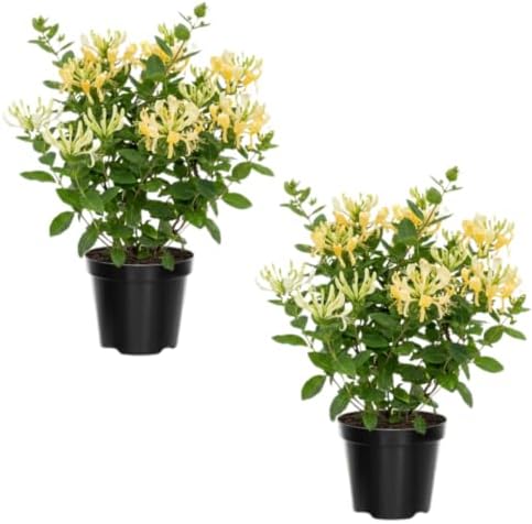 Scentsation Honeysuckle Plant Live in 2.5" Pot, Fragrant Lonicera Plant - Image 6