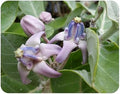 Calotropis Gigantea Giant Milkweed - Live Tropical Tree Plant - Unsual Butterfly Garden Purple Flowers - Emerald Goddess Gardens - Starter Sz 4 Inch Pot by EmeraldGoddessGardens