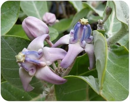 Calotropis Gigantea Giant Milkweed - Live Tropical Tree Plant - Unsual Butterfly Garden Purple Flowers - Emerald Goddess Gardens - Starter Sz 4 Inch Pot by EmeraldGoddessGardens
