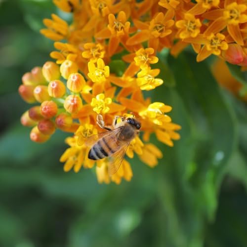 2 Yellow Milkweed Live Plants, Native Flower Plant, 5-8 Inch Tall - Image 6