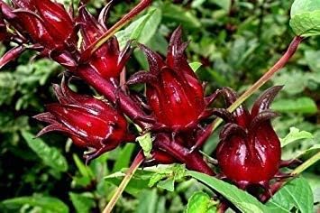 50 Jamaican Sorrel Seeds, Florida Cranberry, Indian Roselle, Hibiscus Sabdariffa by Unknown