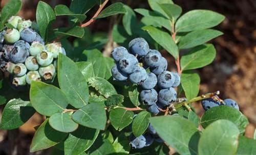 Jewel Blueberry Plants (2-Pack) - Live Berry Bush 5-8" - Container or Garden Growing - Large Sweet Berries - Hardy Zones 4-8 - Image 3