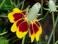 'Mexican Hat' - Bloom by the thousands! - Drought tolerant! Nature’s sombreros! (200 - Seeds) by Unknown