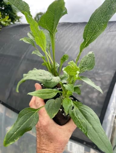 Cantaloupe Supreme Coneflower Live Plant – Echinacea purpurea – Peach-Orange Flowering Native Perennial – Pollinator Friendly – 2.5 Inch Pot - Image 3