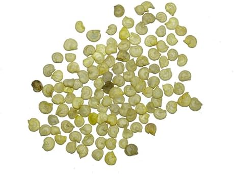 Seed Needs Rainbow Bell Pepper Seeds to Plant Vegetables - 5 Packs - Image 4