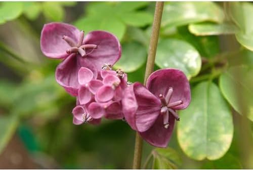 Chocolate Vine Perennial - Edible - Akebia quinata - 2.5" Pot - Image 2