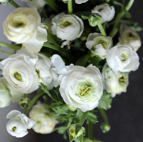 Mixed Peony Ranunculus Bulbs- Persian Buttercup -10 Corms Bulbs Flowering Blooms Perennial Bulbous Root Garden Plant (White) - Image 4