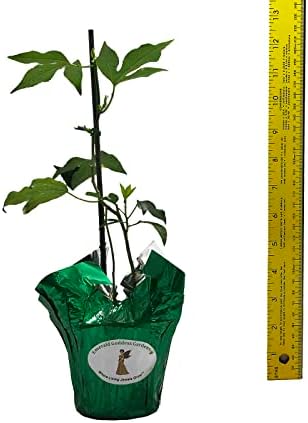 Incense - Passion Flower Vine - Passiflora Incarnata Hybrid - Live Buttefly Plant - Fragrant Purple Bloom - Emerald Goddess Gardens - Starter Sz 4 Inch Pot - Image 4