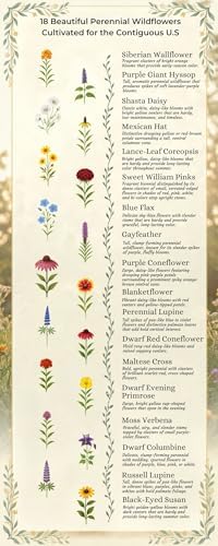 All Perennial Wildflower Seed Mix – 18 Perennial Species, Pollinator Friendly Wildflower Seeds for Meadows & Gardens, No Fillers, USA Grown - 1lb Covers 2,000sq-ft - Image 4
