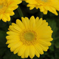 Outsidepride Golden Yellow Gerbera Seeds - 20 Pcs Perennial, Compact & Low Maintenance, Flower Seeds for Planting w/Dazzling Yellow Blooms, Ideal for Garden Landscaping & Cut Flower Arrangements by Outsidepride