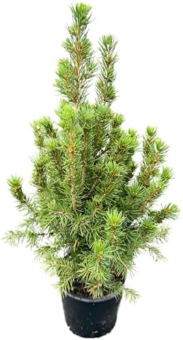 Live Alberta Spruce Tree - Perfect Christmas Decorations - Tabletop Decor, Easy to Grow Air Purifying Indoor House Plants - Live Tree Plant For Home, Office & Giftable (18" Height)(Heat Pack Included) by NYCitySucculents
