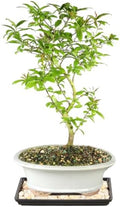 Brussel's Bonsai - Large Live Bonsai Tree, Potted Outdoor Plant by BrusselsBonsai