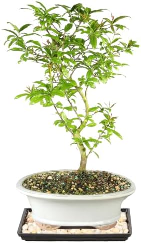 Brussel's Bonsai - Large Live Bonsai Tree, Potted Outdoor Plant by BrusselsBonsai