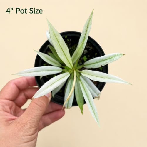 Philodendron Ring of Fire Mint Live Plant, 4 Inch Rare Variegated - Image 2