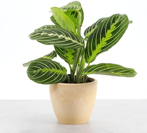 Live Lemon Lime Prayer Plant, Pet Friendly, Easy to Grow, 4" Pot - Image 2