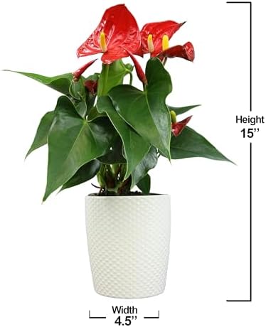 4" Red Anthurium Live Plant Decor, Live House Plants, Anthuriums Live Plants Indoor Plants Live Houseplants, Real Plants Indoor Live Plants, Easy Plant Lover Gifts for Plant Lovers by Plants for Pets - Image 5