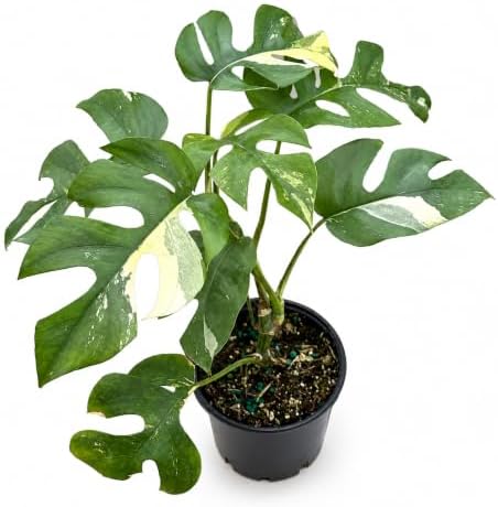 Rhaphidophora Tetrasperma Variegated Live Plant, 4 Inch Mini Monstera by NYCitySucculents