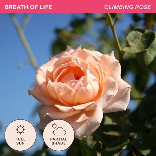 Heirloom Climbing Roses, Live Own Root Plant, Breath of Life™ - Image 4