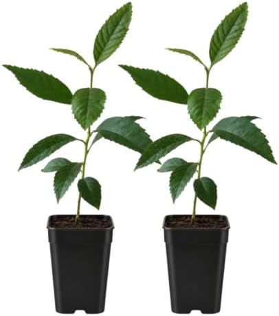 Bronze Loquat Tree Live, Eriobotrya Deflexa, 2-Inch Pot by MyShelfie
