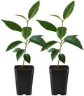 Bronze Loquat Tree Live, Eriobotrya Deflexa, 2-Inch Pot by MyShelfie