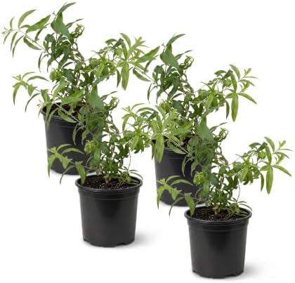 Herb - Lemon Verbena (4 Pack), Live Edible Herb, Herbal Tea, Lemon Aroma by TheThreeCompany