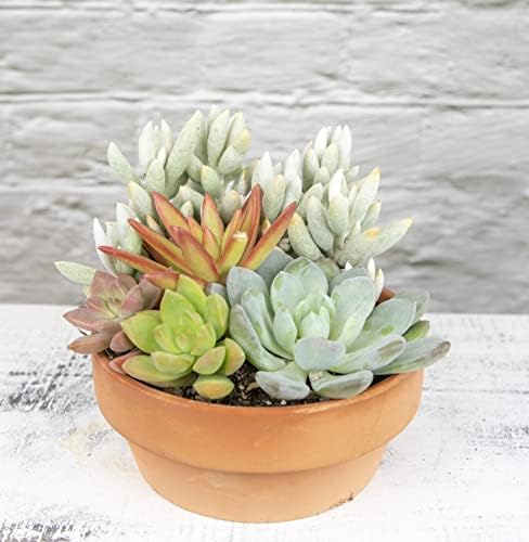 Live Succulents Assortment in Clay Pot, Garden Succulent Planter, Unique Gardening Gifts for Plant Lovers, Live Succulent Plants Live Plants, Live Succulents Plants Live Houseplants by Plants for Pets - Image 2