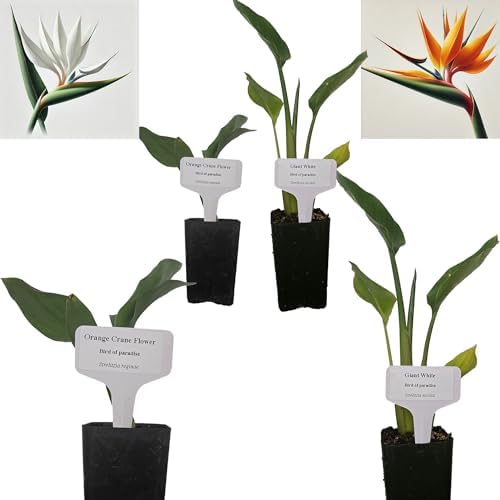 Daisy Ship Bird of Paradise White & Orange Strelitzia - 4 x 2-in Cups by DaisyShip