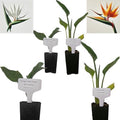 Daisy Ship Bird of Paradise White & Orange Strelitzia - 4 x 2-in Cups by DaisyShip