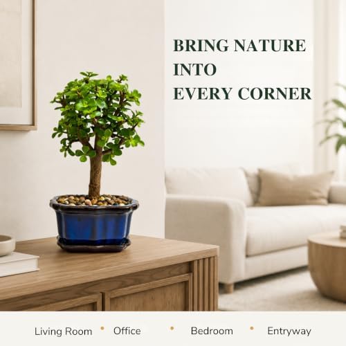 Jade Bonsai Tree Live Plant, Easy Care Indoor Succulent Houseplant - Image 6