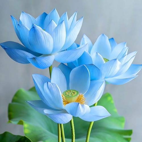 2 Packs of Dwarf Lotus Seeds for Planting in Water, 160+pcs Bowl Lotus Hummingbird Vine Flower Seeds, Heirloom Non-GMO Beauty Flowers Plants Water Home Garden Lotus Bowl Planters for Outdoors Indoors by MIXRUGBACWATER