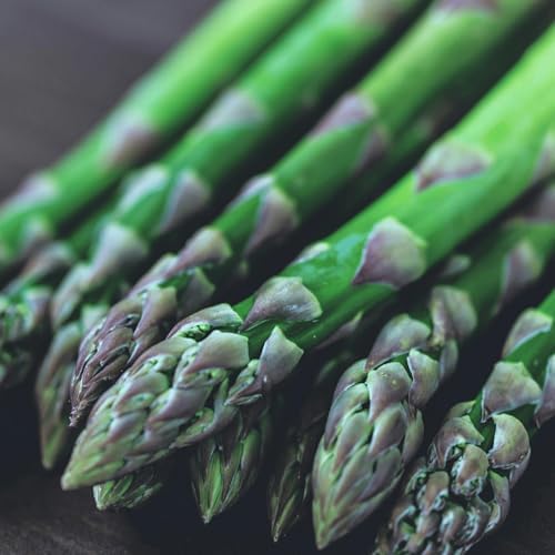Jersey Knight Asparagus Roots - Hardy and High Yielding, 2yr Bare Root Asparagus Crowns from Hand Picked Nursery (5) by HandPickedNursery