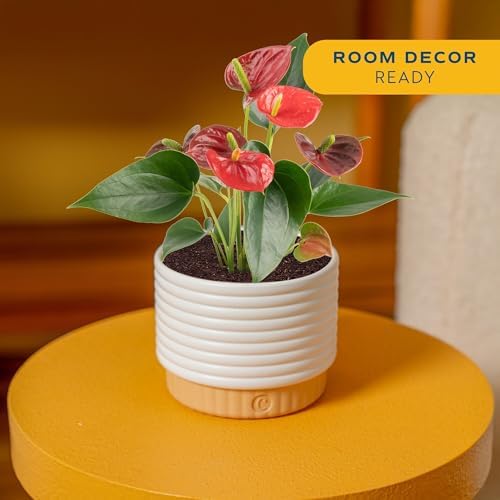 Costa Farms Anthurium, Live Indoor Plant, Easy Care, Home Decor - Image 2