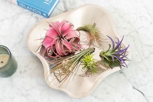 Purple Colorful Tillandsia Air Plants - Long Lasting Color Enhanced Live Tillandsia Succulent House Plants - Home and Garden Decor - Easy Care Indoor and Outdoor (Mini Xerographica, Pack of 3) - Image 3