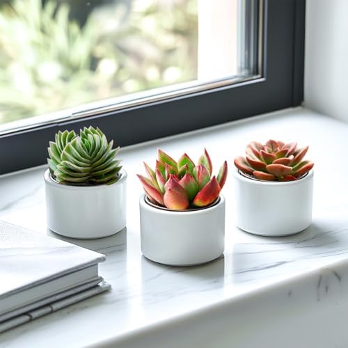 2-in Live Succulent Plants Echeveria Agavoides Horse, Easy Care - Image 3