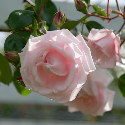 New Dawn Climbing Rose - Live Plant - (1 QT) by New+Life+Nursery+%26+Garden